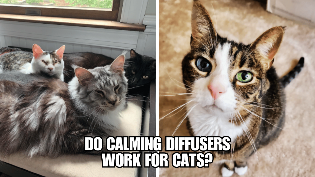 Feline Zen Can Calming Diffusers Soothe Anxious Cats?