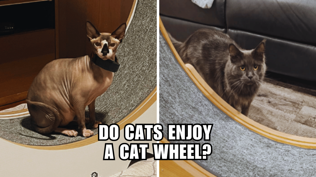 Wheel of Fortune Can Cats Find Joy in Cat Wheels?