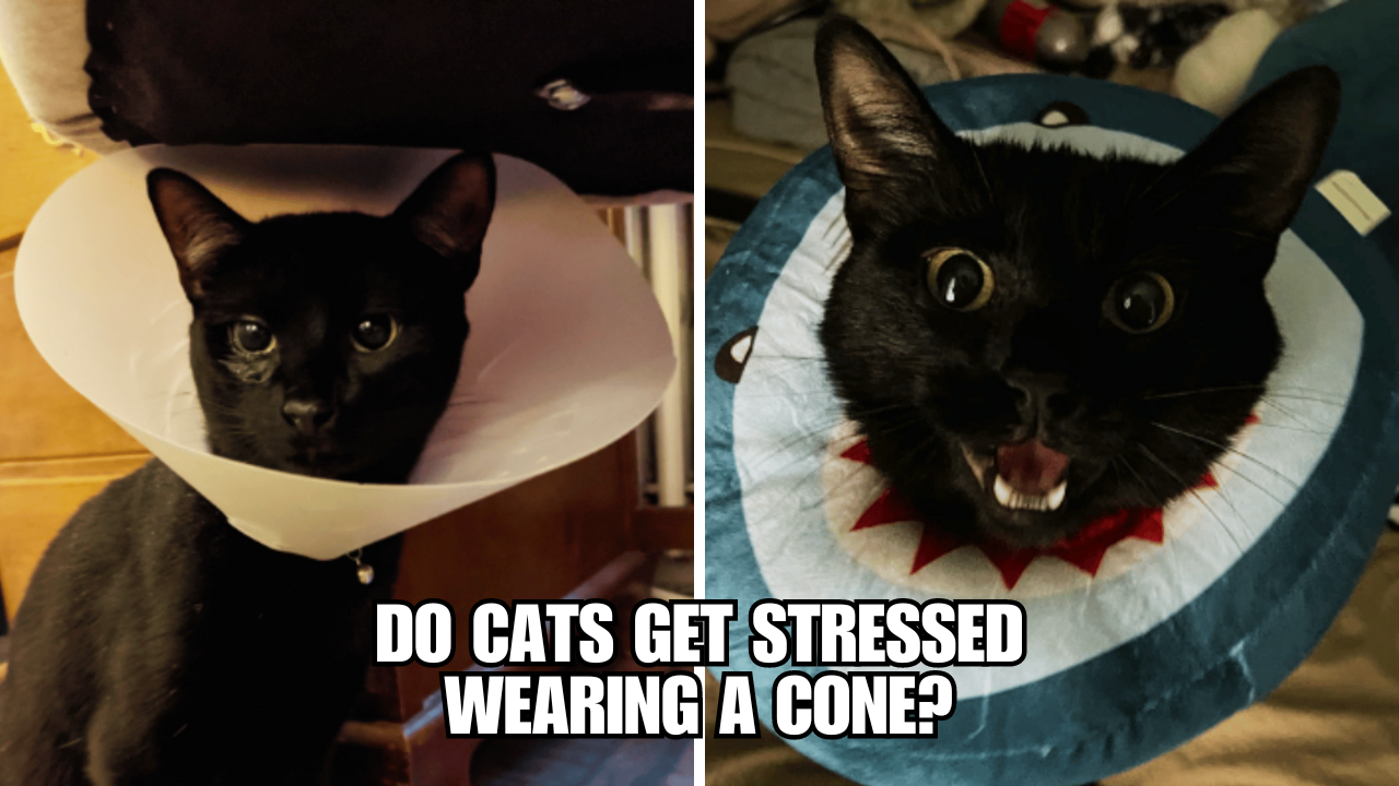 The Cone of Shame Do Cats Actually Get Stressed?