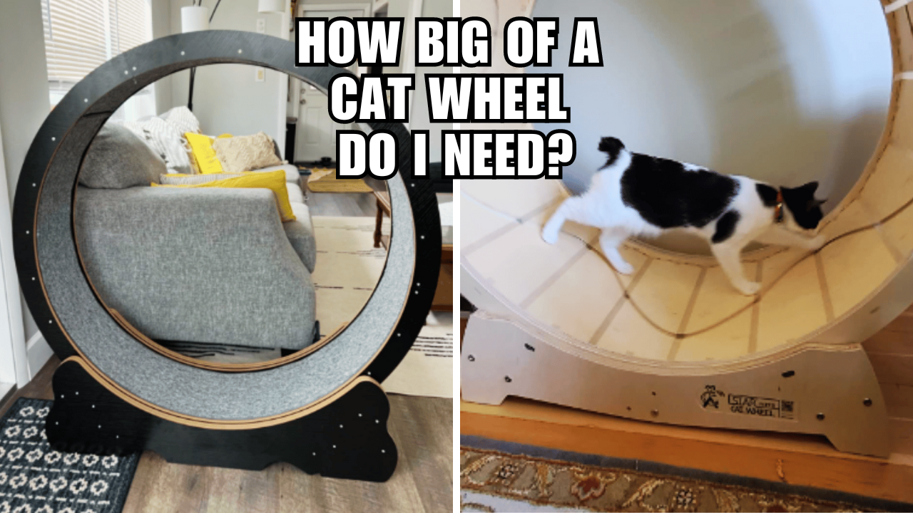 Size Matters How to Determine the Ideal Cat Wheel Diameter