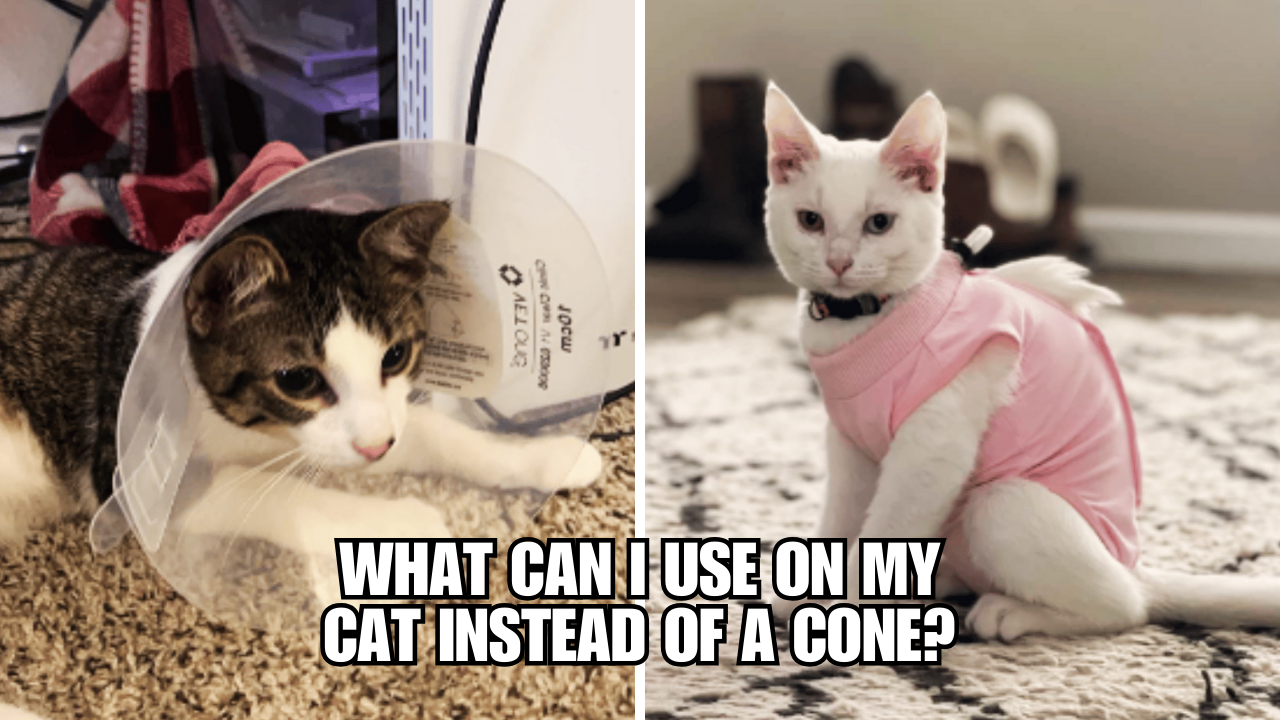 ConeFree Discovering Alternatives for Your Cat's Recovery