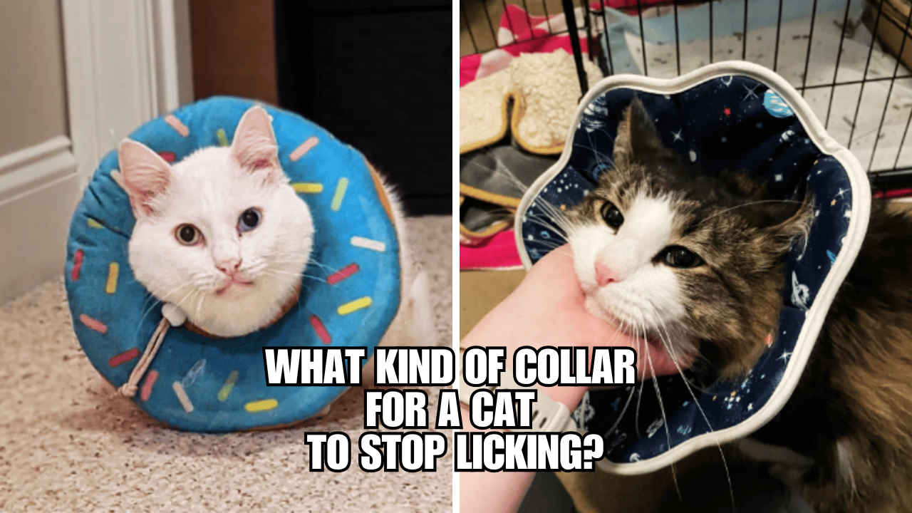 LickFree Zone Cat Collars to Ensure a Smooth Recovery