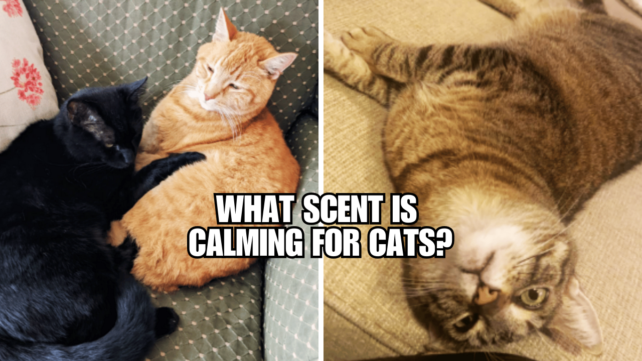 A Calming Scent For Felines You Didn’t Know Existed!