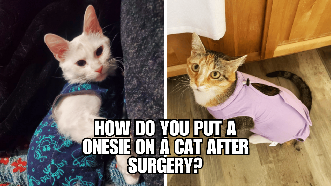 The Ultimate Guide Dress Your Cat in a PostSurgery Onesie