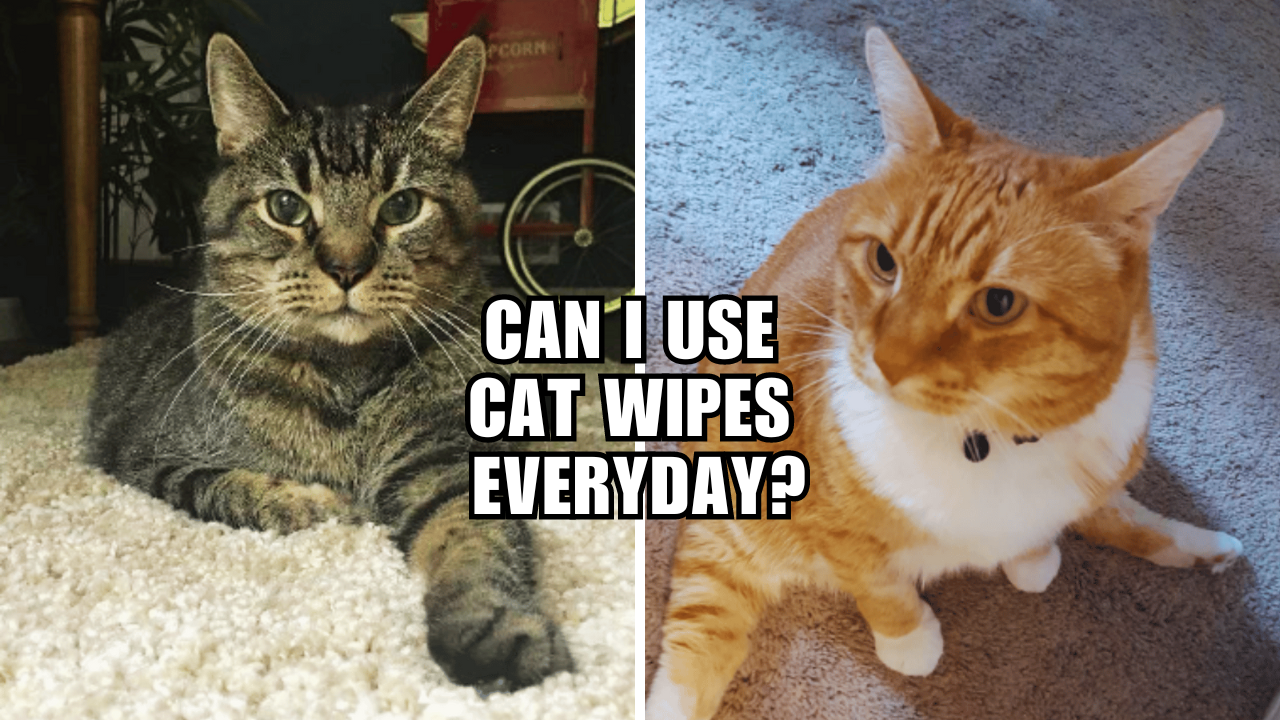 Cat Wipes 101 Is Daily Use Safe for Your Furry Friend?