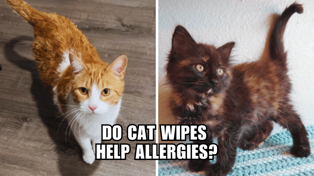 Cat Wipes The Secret Weapon Against Allergies