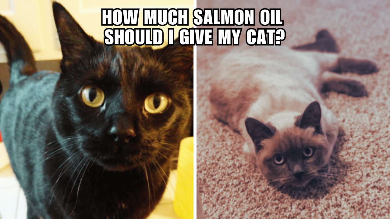 The Ultimate Guide to CatFriendly Salmon Oil Dosage