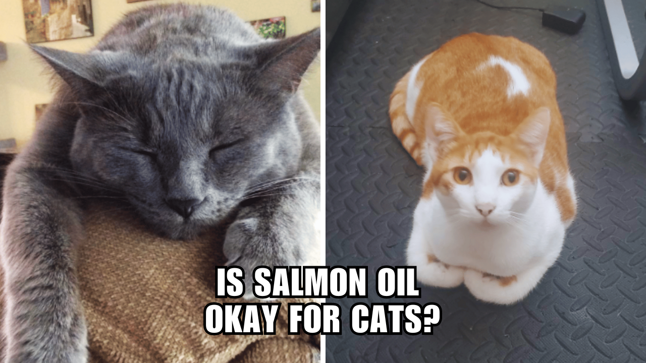 From Fish to Feline The Lowdown on Salmon Oil