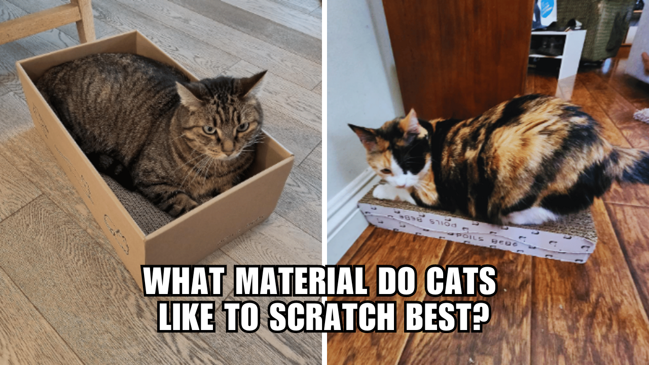 CatProof Your Furniture The Best Materials for Scratching