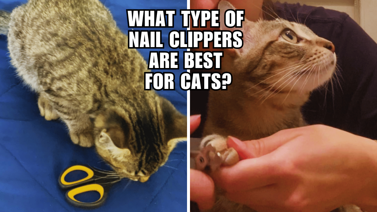 Clip, Trim, Meow The Ultimate Cat Nail Clippers Guide