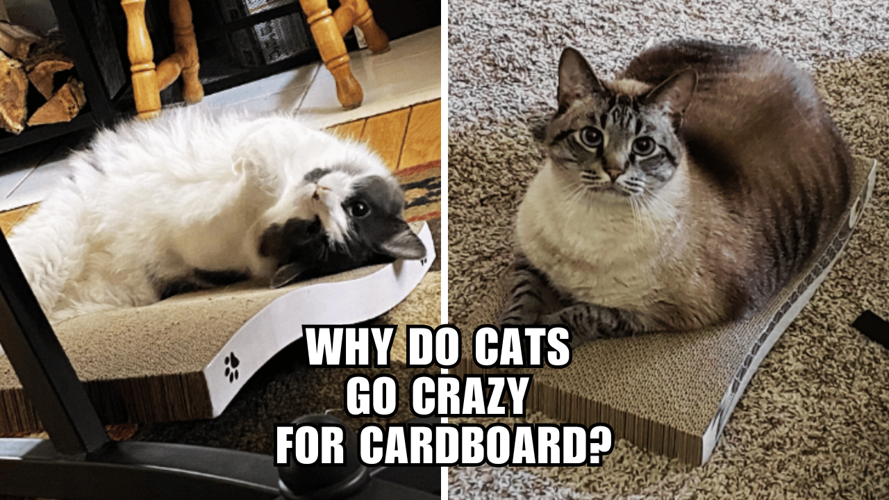 The Feline Obsession Why Cats Go Nuts for Cardboard