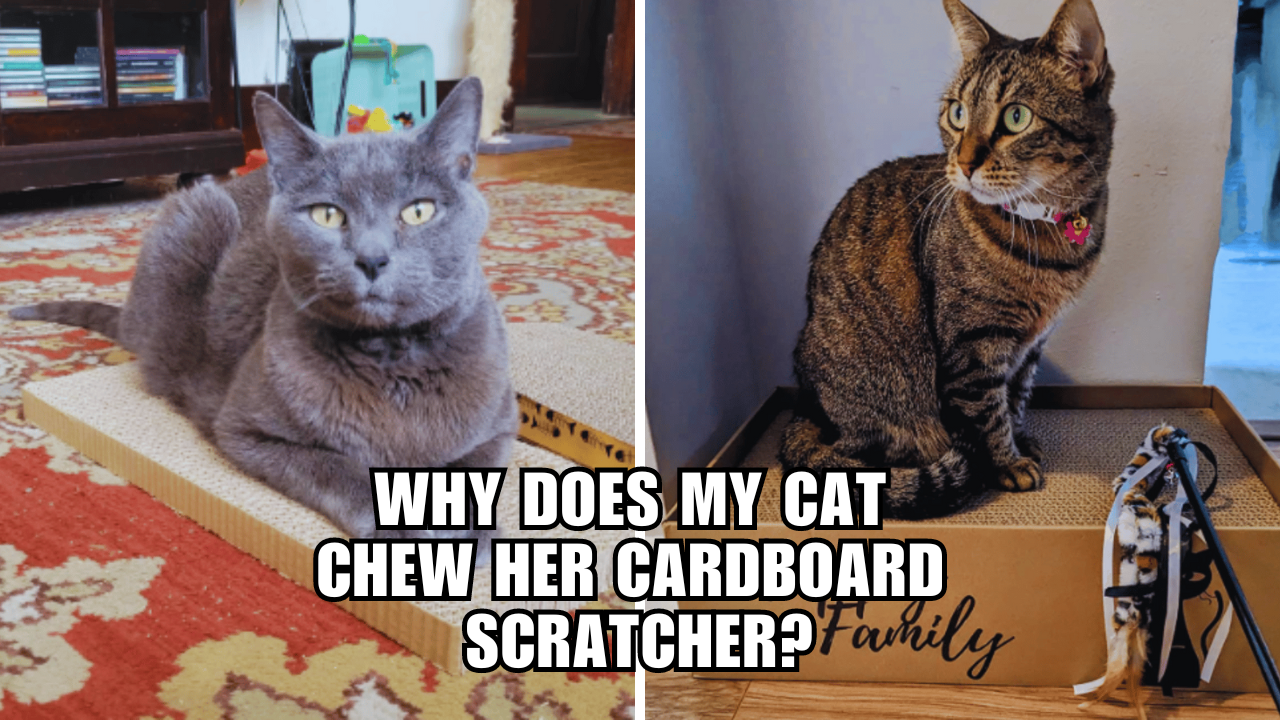 Cardboard Crunchers What's Behind Your Cat's Chewing Habit?