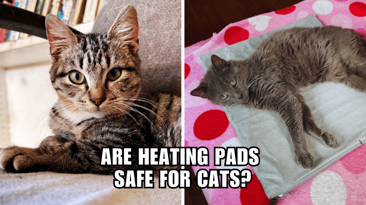 The Ultimate Guide to a Cozy Cat The Scoop on Heating Pads