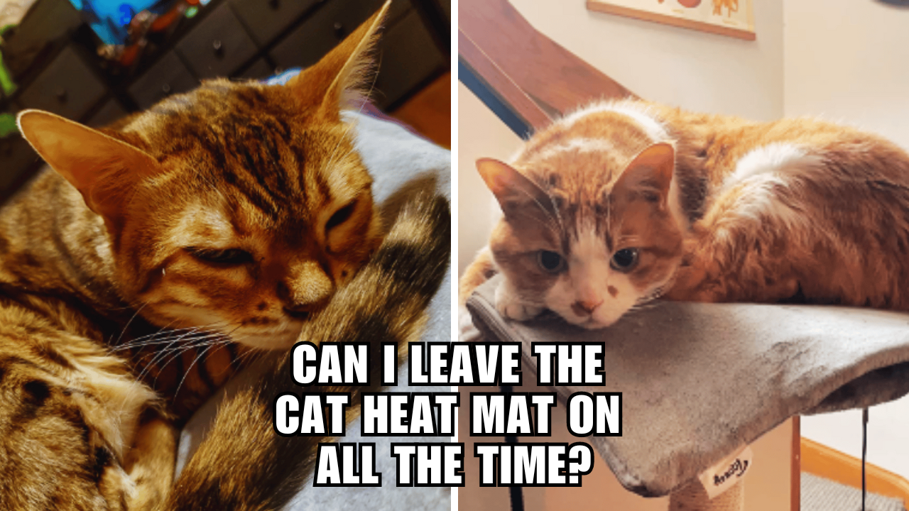 Cat Heat Mats Uncovered How Long Can You Leave Them On?
