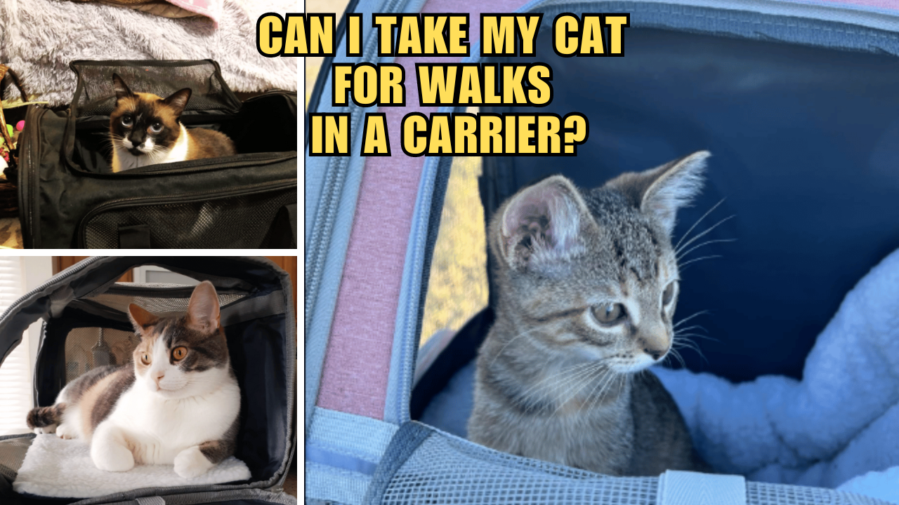 Kitten Adventures Taking Your Cat for a Walk in a Carrier!