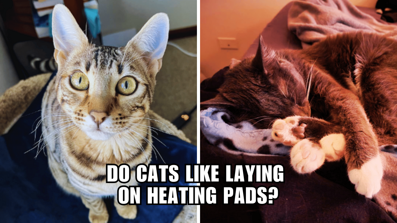 Purrfectly Toasty Why Cats Go Gaga for Heating Pads!