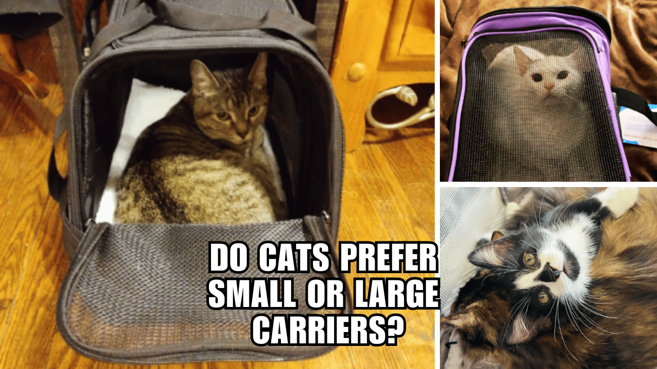 Carrier Conundrum Do Cats Crave Cozy or Spacious Travel?