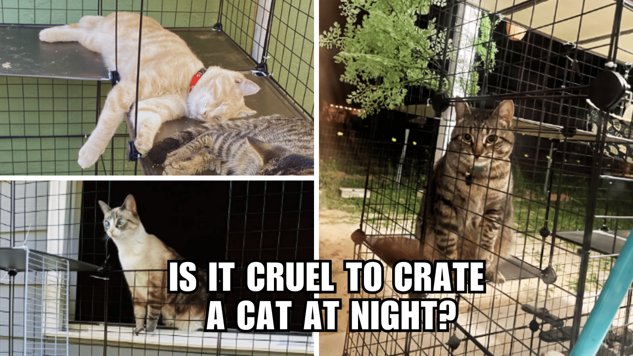 Cracking the Crate Code The Truth About Cat Confinement