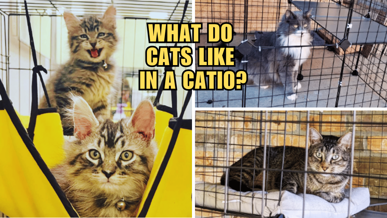 Cat's Meow Unleashing the Secrets of CatFriendly Catios!