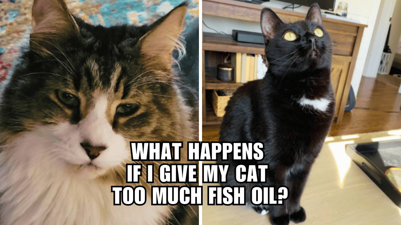 The Fishy Dilemma Can Too Much Fish Oil Harm Your Cat?