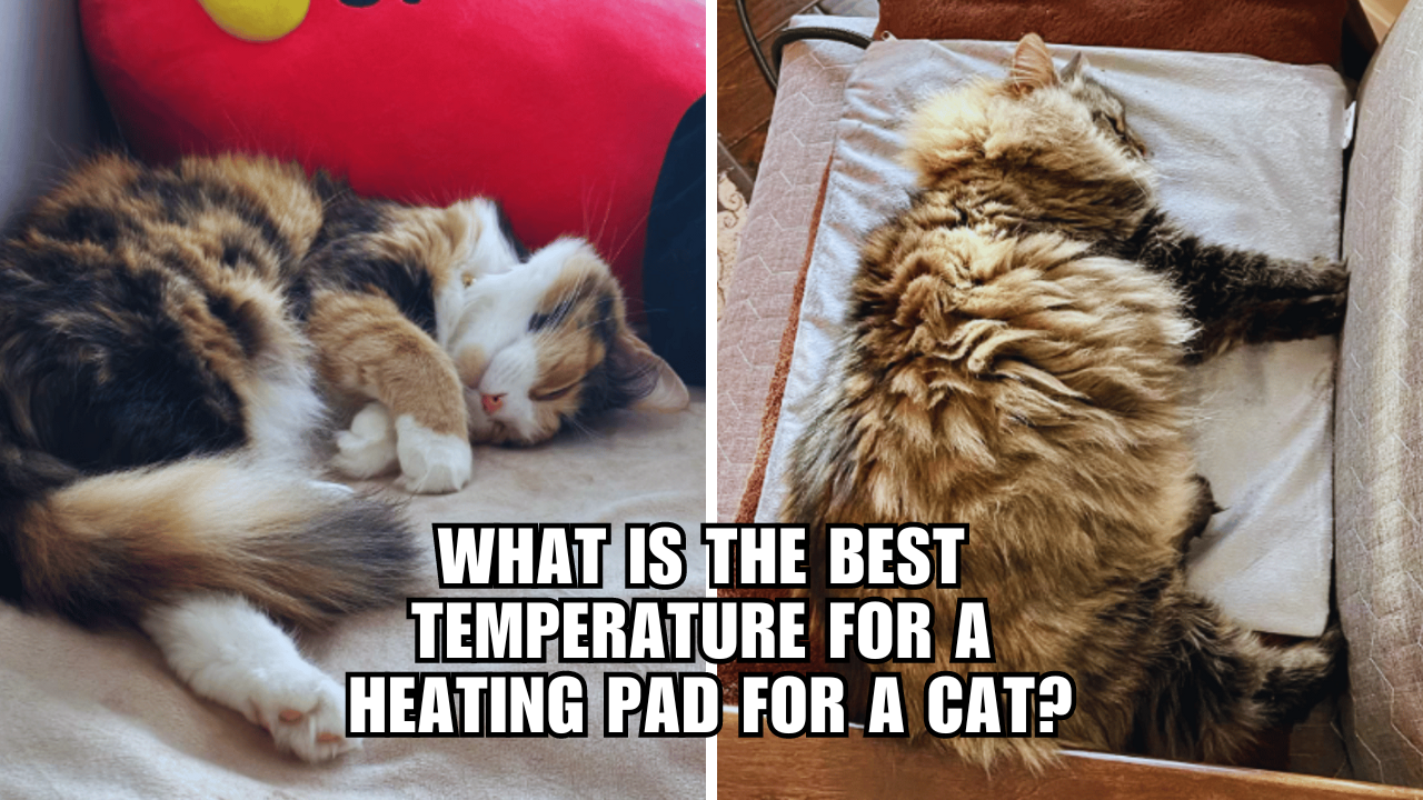 Cozy Cat Unveiling the Best Heat Levels for Kitty's Pad