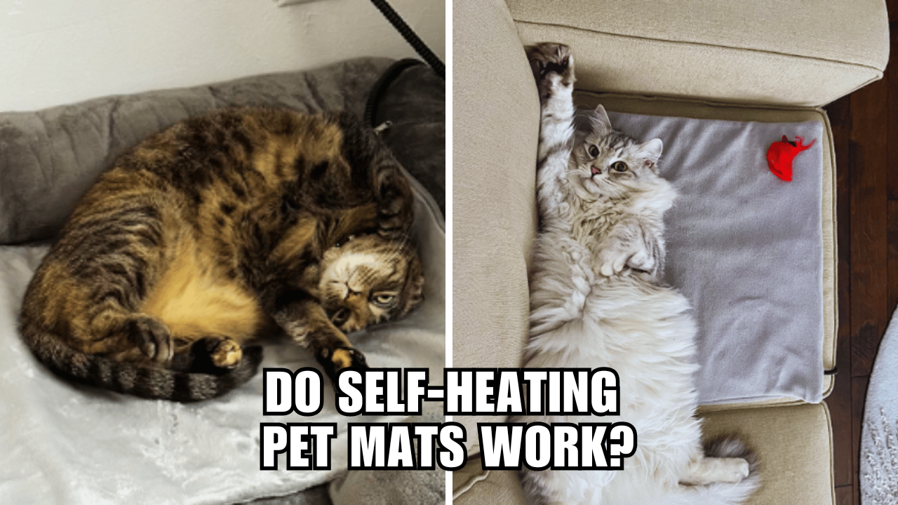 The Verdict Is In Should You Buy A SelfHeating Pet Mat?