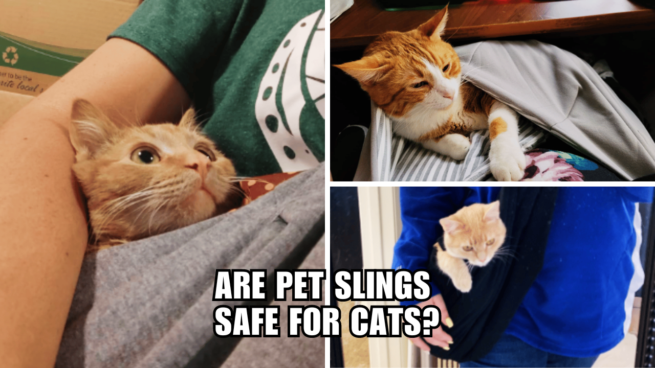 Safe and Snuggly Exploring the World of Cat Slings!