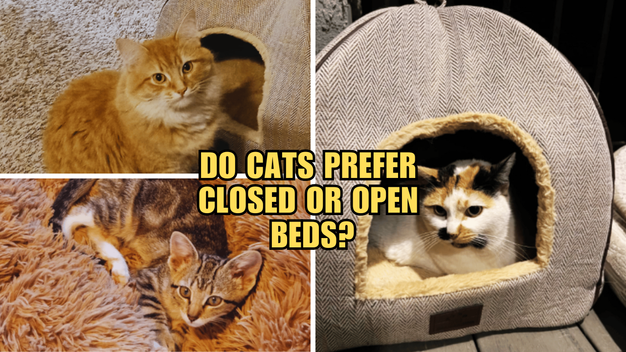 Cat Nap Mysteries Do They Prefer Closed or Open Beds?