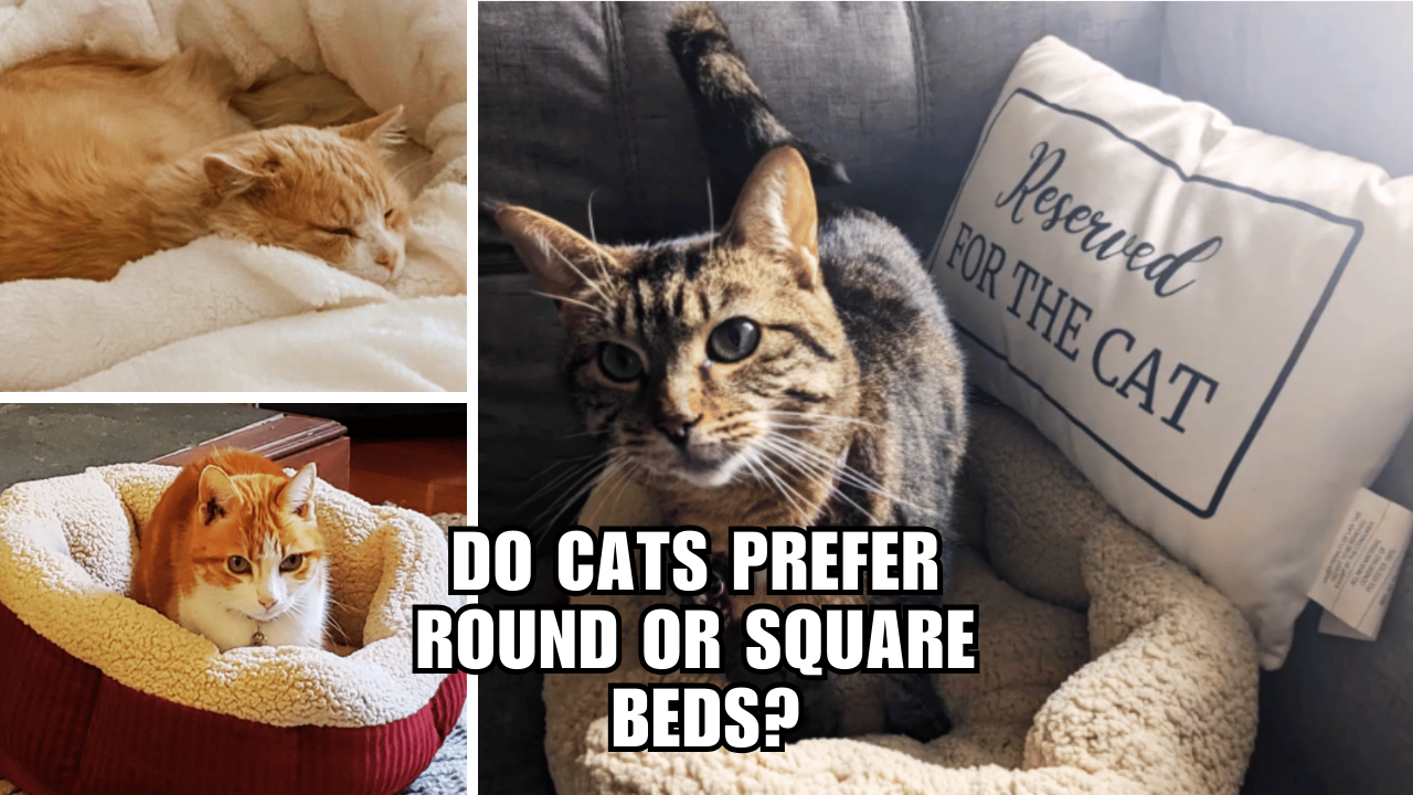 Cat Bed Wars Round or Square, Which Do Cats Love More?