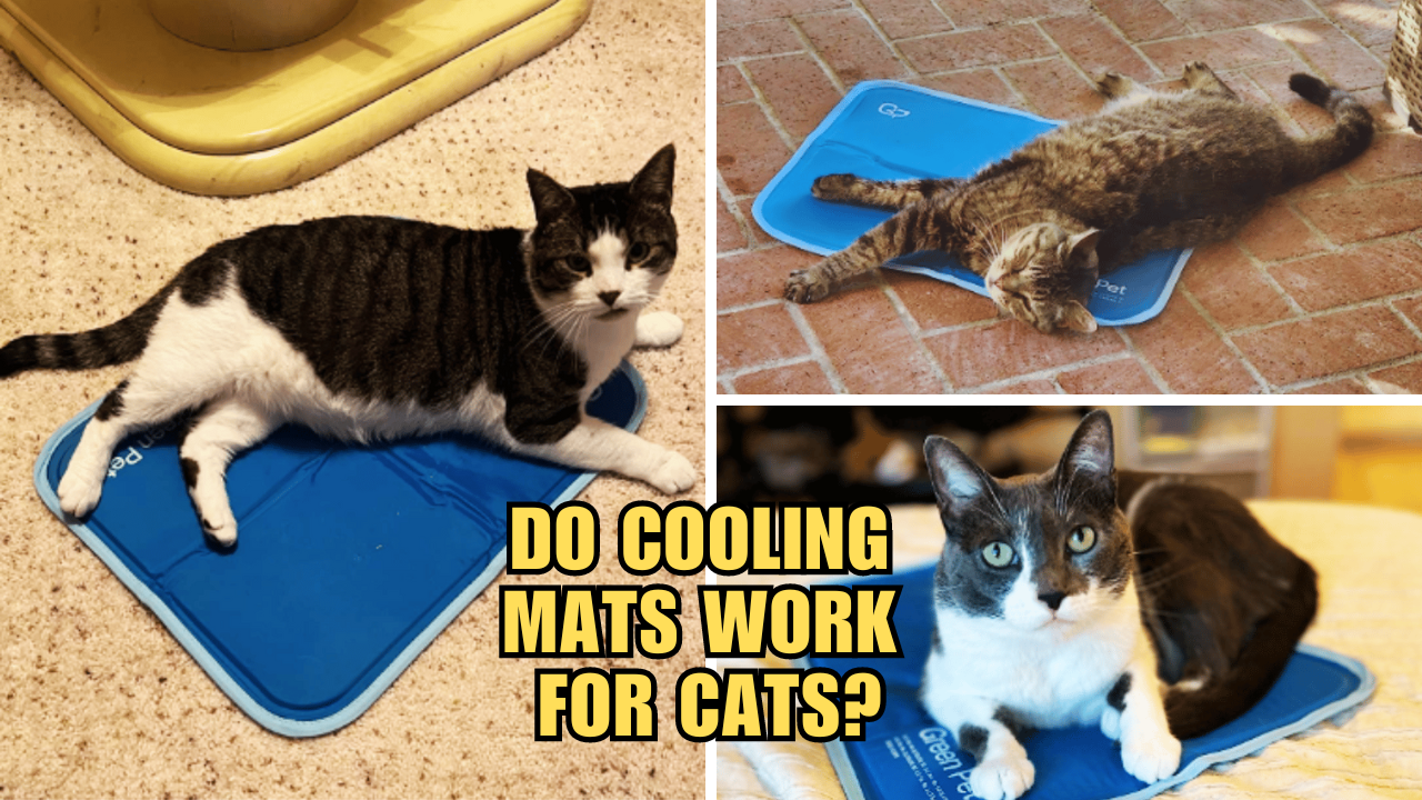 Stay Cool, Fluffy Do Cooling Mats Work For Cats?