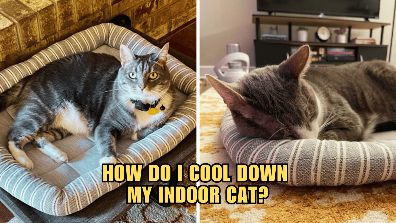 Chill Out, Kitty Advice on Cooling Down Your Indoor Cat
