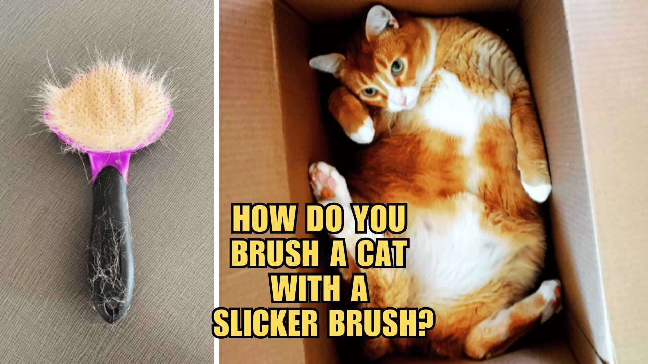 Slicker Brush Savvy CatFriendly Tips and Tricks