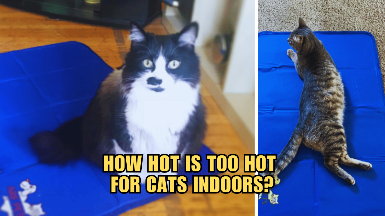 The Scorching Truth How Hot Is Too Hot For Cats Indoors?