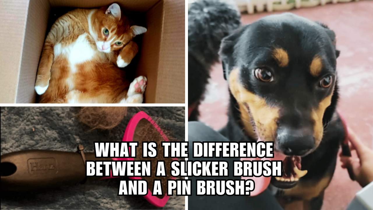Brush Battle Slicker vs. Pin Which is Best for Your Pet?