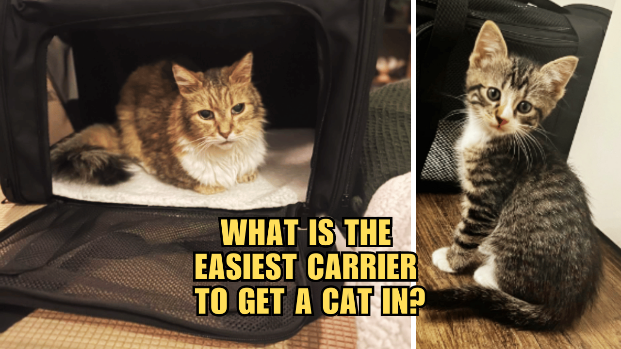 Cat Carriers Unleashed Discover the Easiest Option