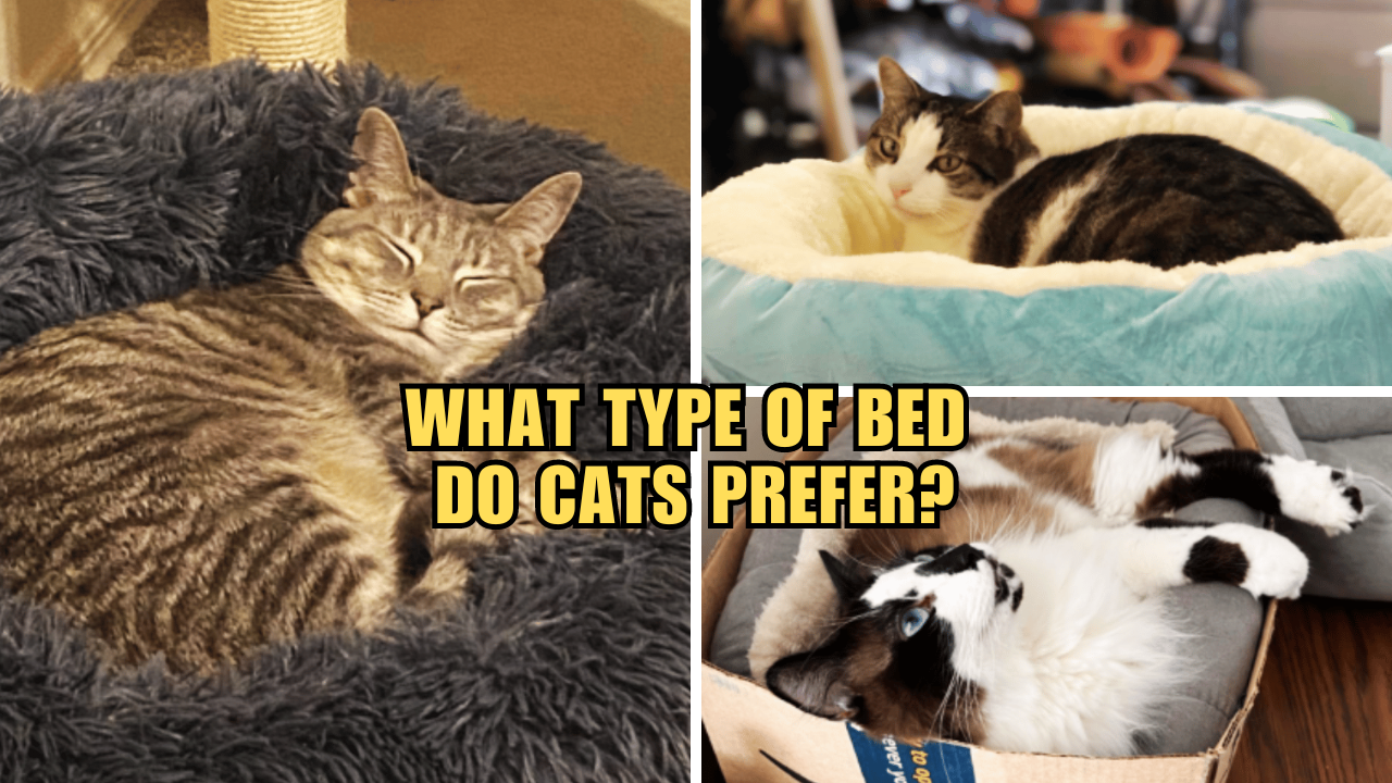Beds that Rule Feline Dreams Which Style Reigns Supreme?