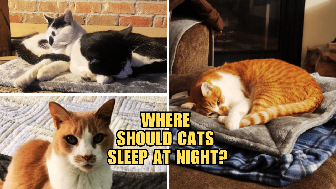 Sweet Dreams, Feline Style The Top Cat Night Sleeping Spots