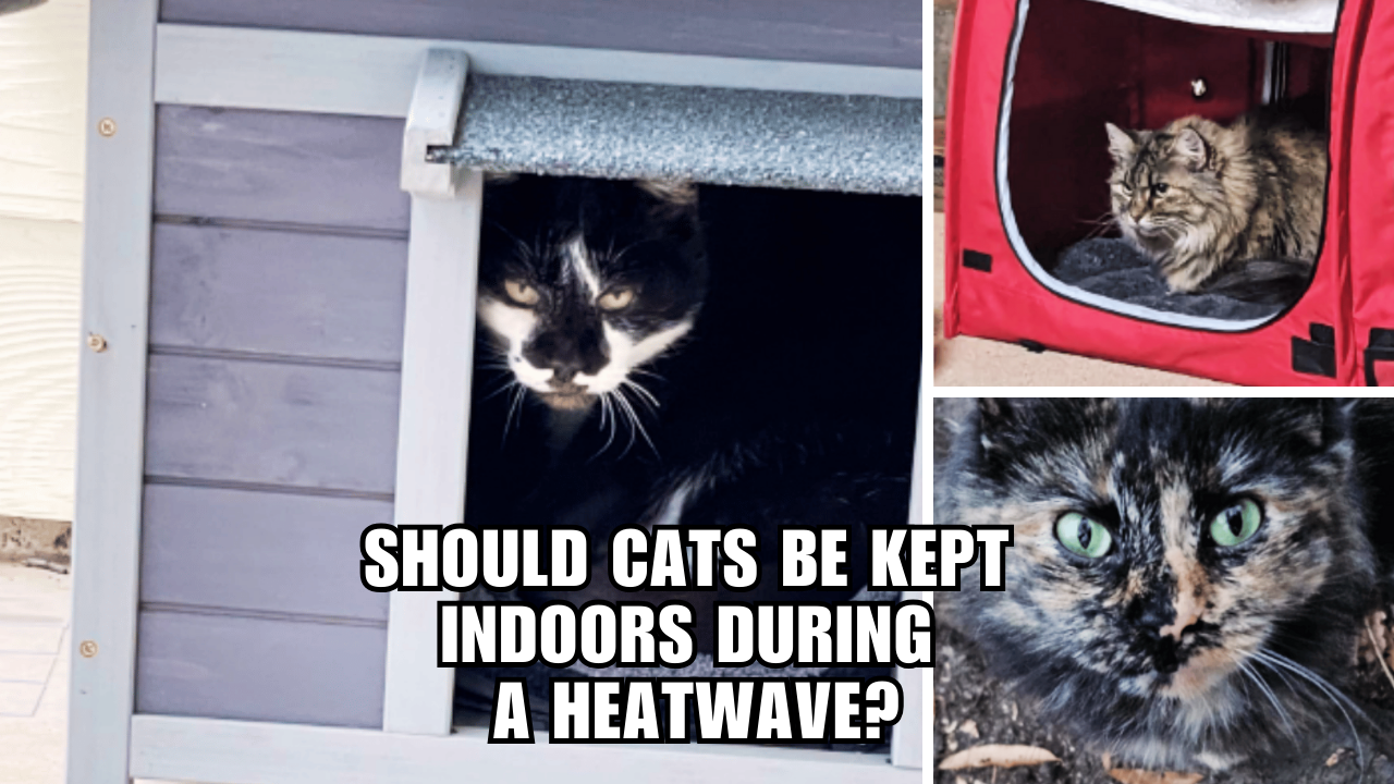 Heatwave Safety 101 Why Your Cat Should Stay Cool Indoors