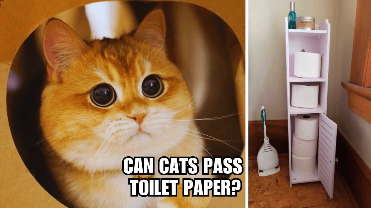 Unrolling the Mystery Can Cats Pass Toilet Paper?
