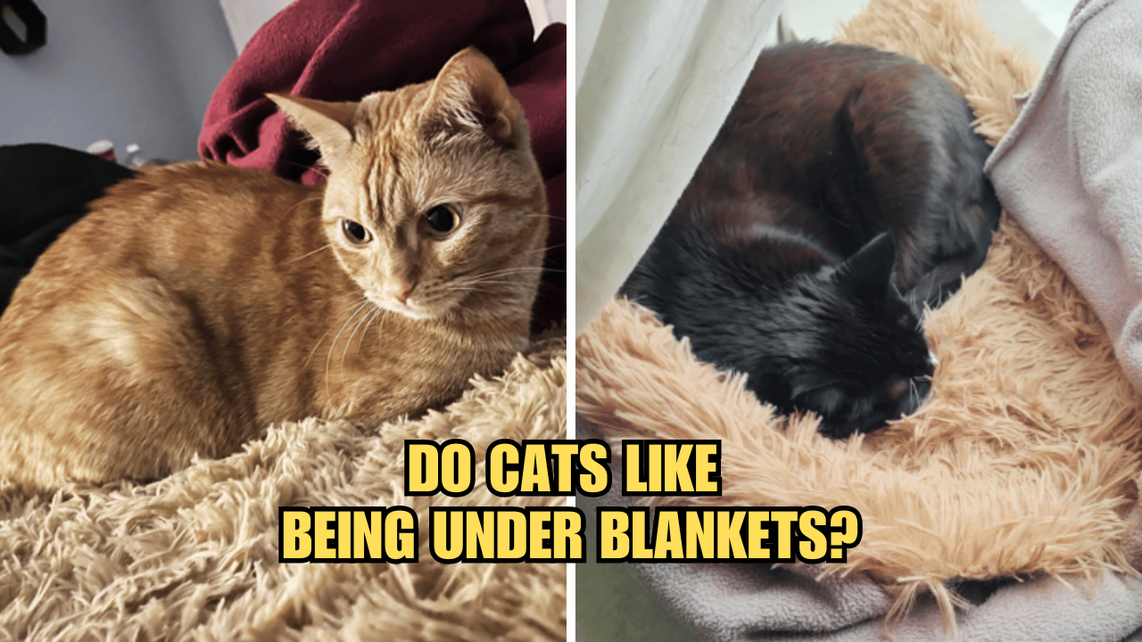 Snuggles and Stretchies Do Cats Like Being Under Blankets?