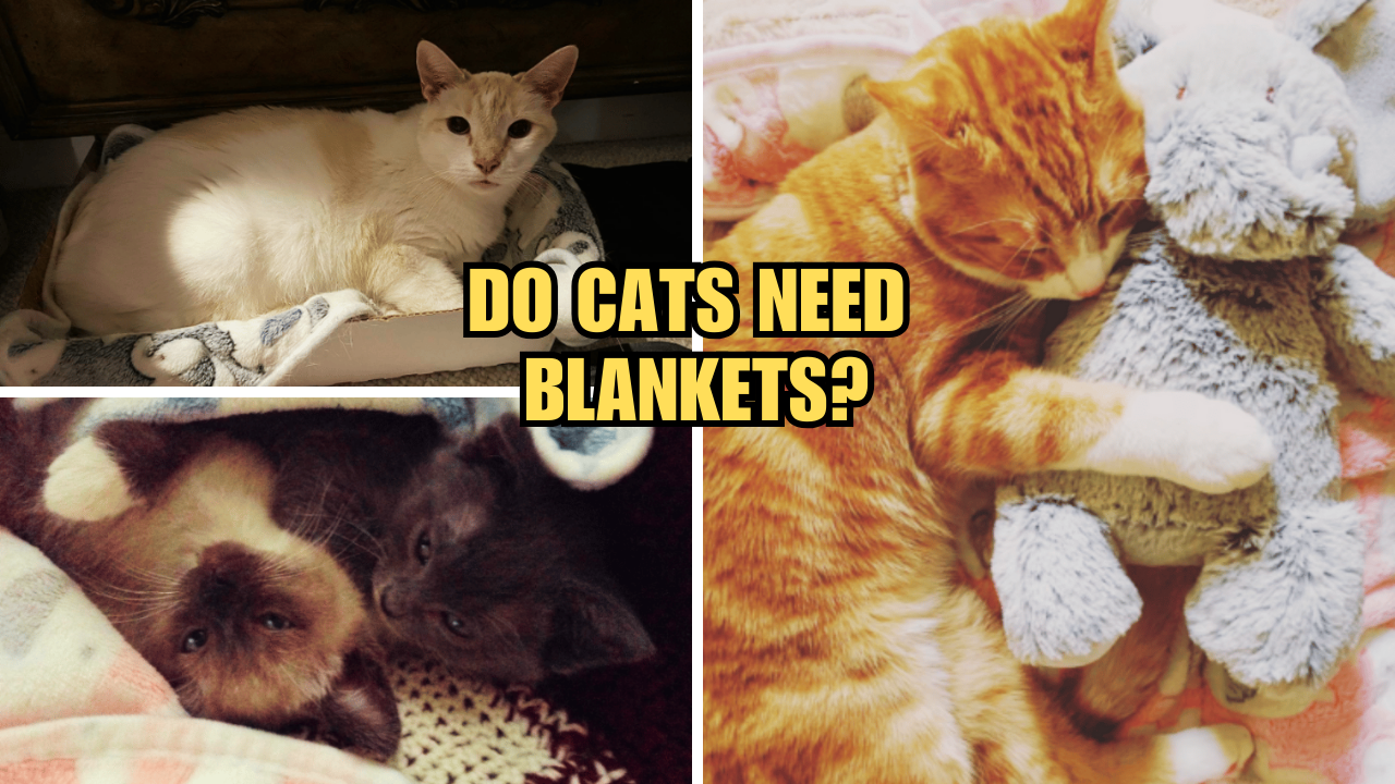 The Ultimate Guide to Cat Blankets Do Cats Need Blankets?