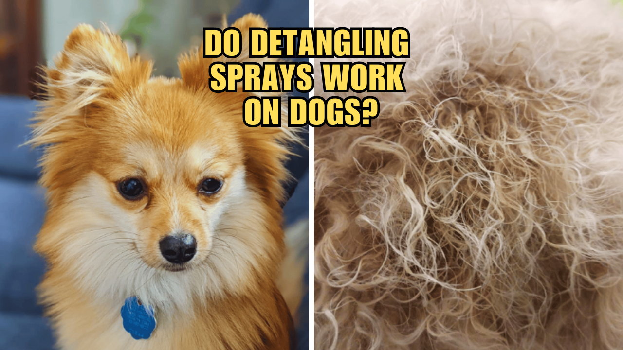 Fur Real The Scoop on Do Detangling Sprays Work on Dogs?