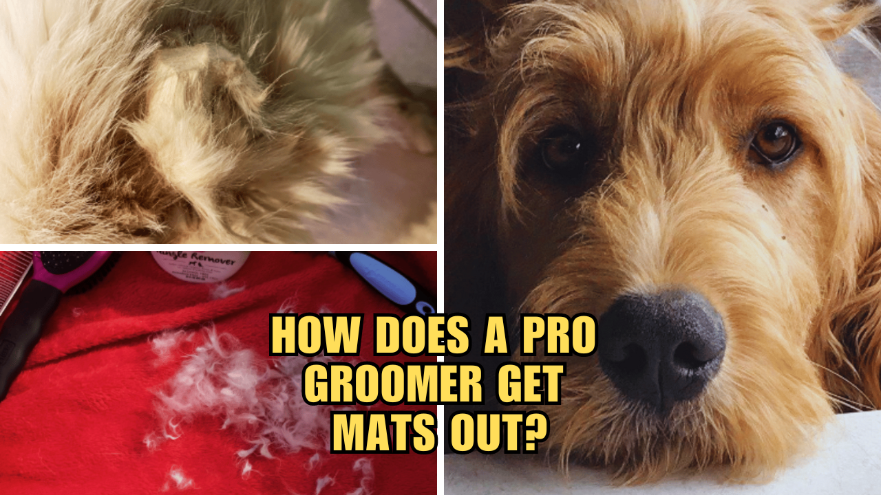 Say Goodbye to Tangles How Does A Pro Groomer Get Mats Out?