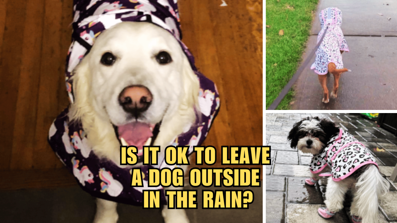Rain Check Is It OK To Leave A Dog Outside In The Rain?