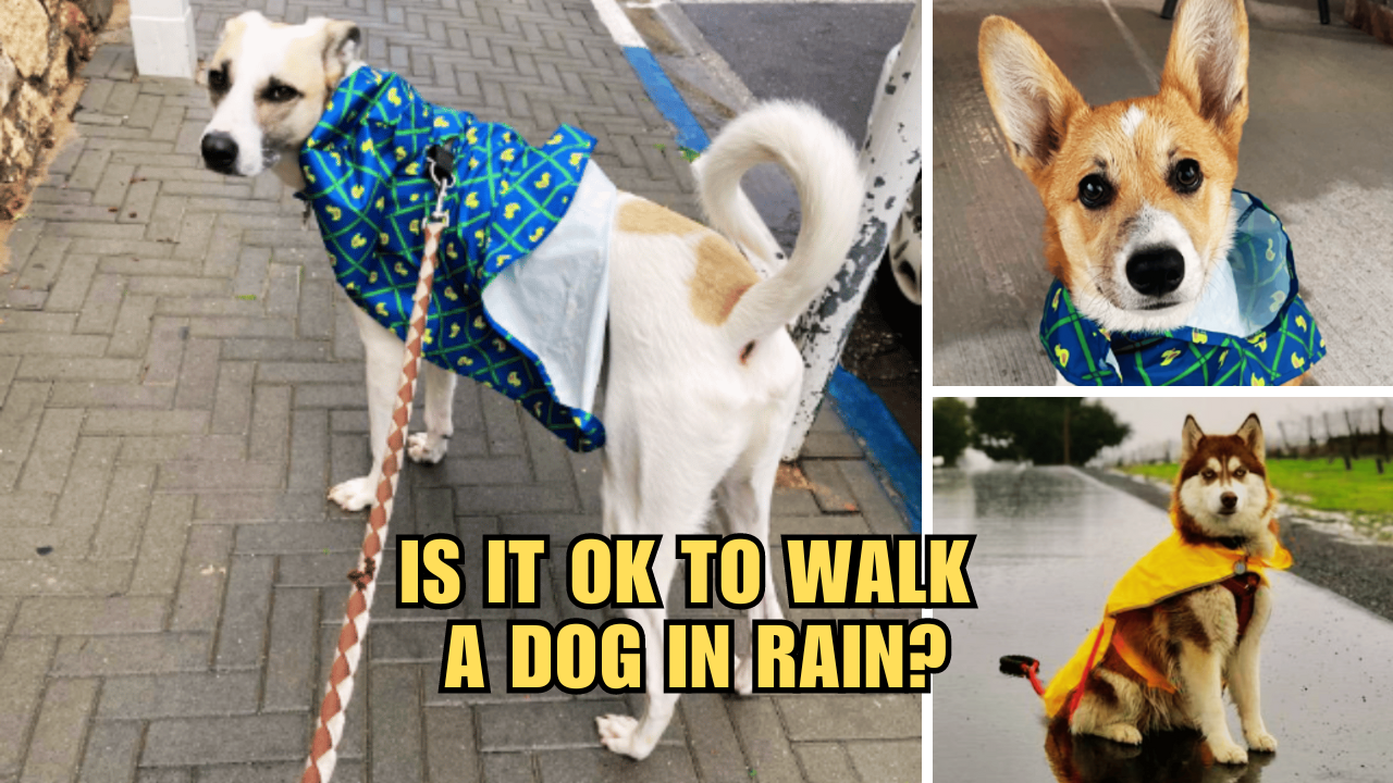 Rainy Day Adventures Is It OK To Walk A Dog In Rain?