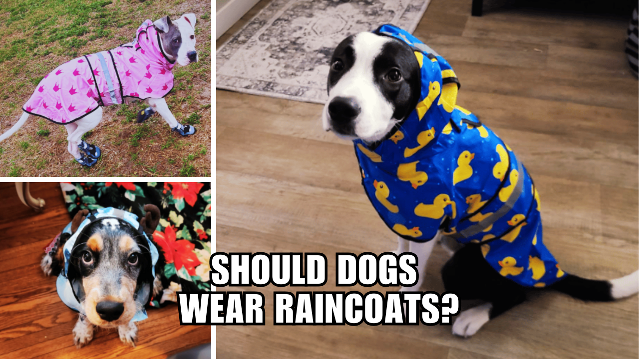 From Drizzle to Dapper Should Dogs Wear Raincoats?