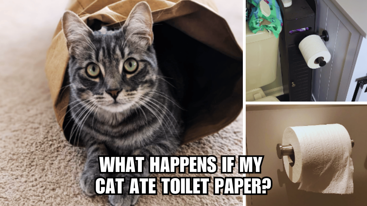Paper Chase What Happens If My Cat Ate Some Toilet Paper?