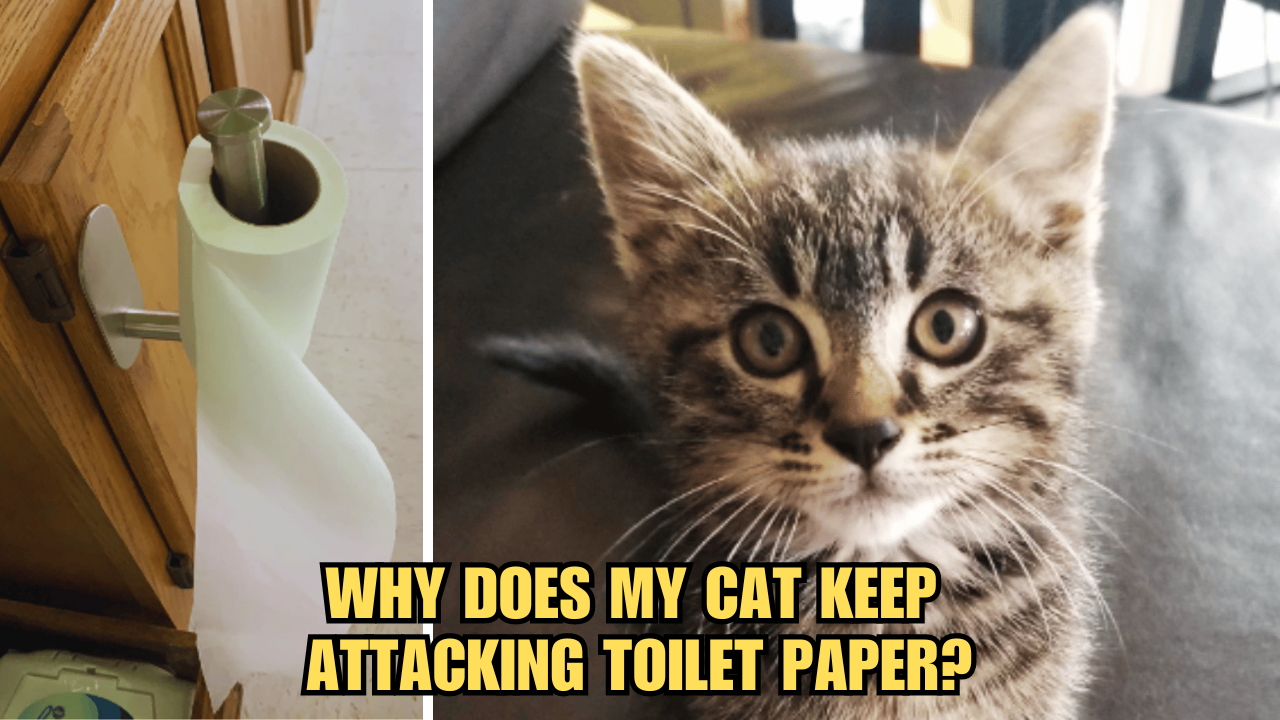 Furry Vandals Why Does My Cat Keep Attacking Toilet Paper?