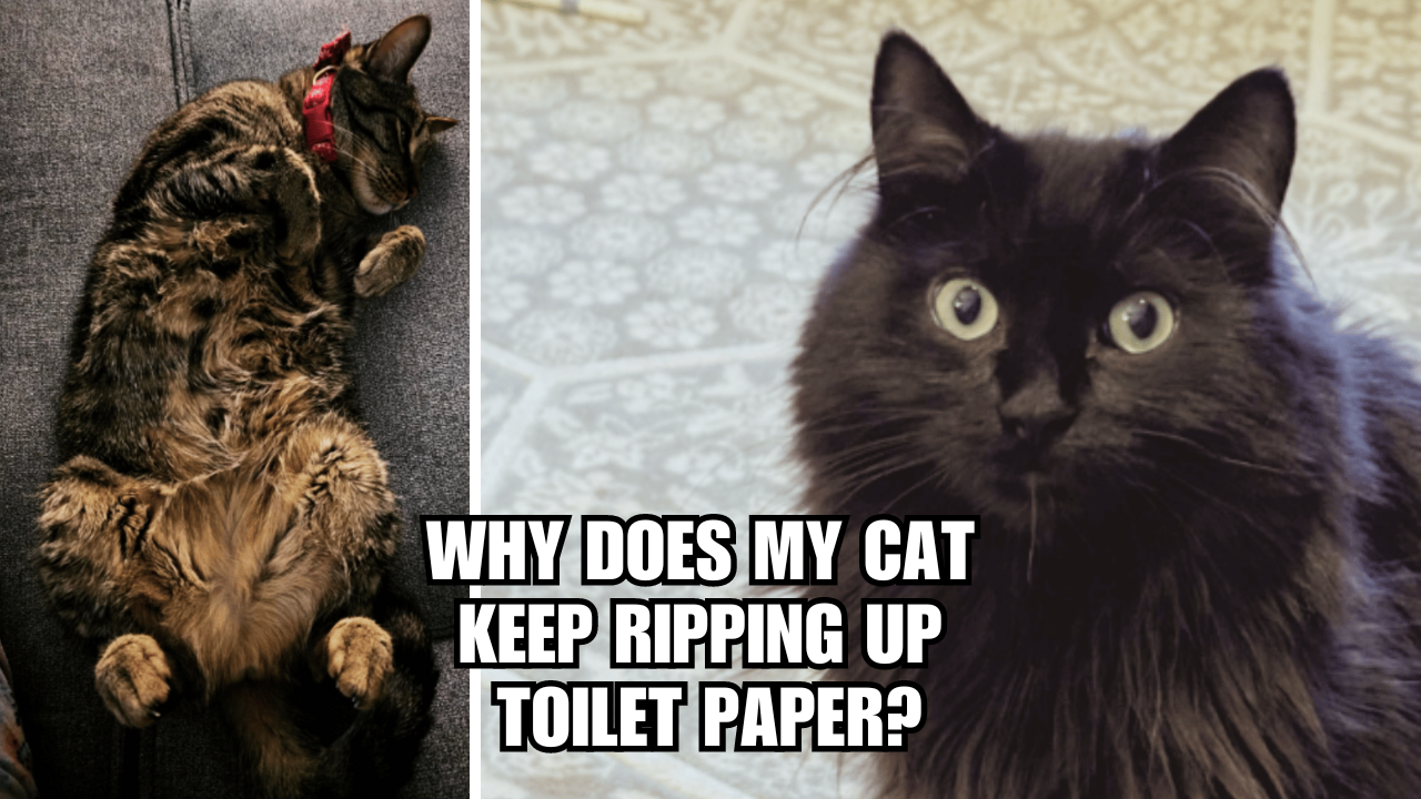 Kitty vs. TP Why Does My Cat Keep Ripping Up Toilet Paper?