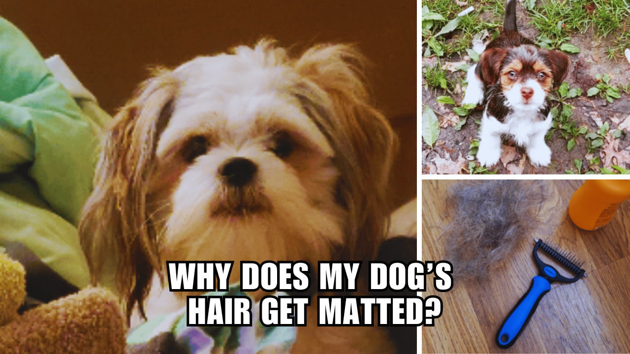 Untangling the Truth Why Does My Dog's Hair Get Matted?